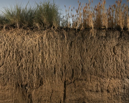 A soil cross-section showing wheatgrass roots several times deeper than wheat roots