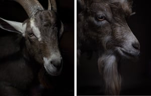 Two goats in Nakipenet village