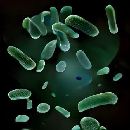 E Coli