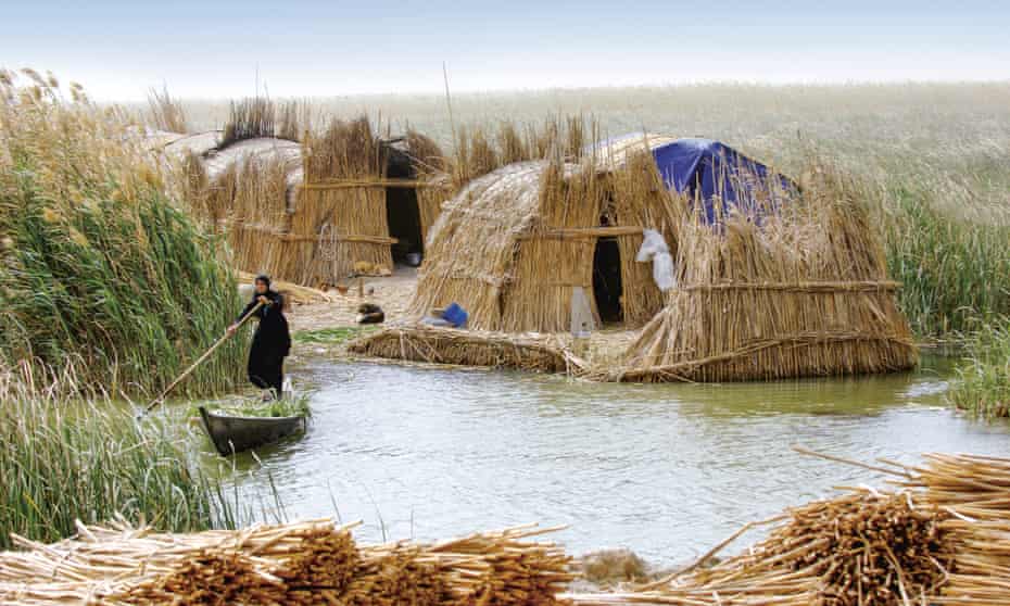 The Ma’dan people in Iraq weave buildings and floating islands from reeds.