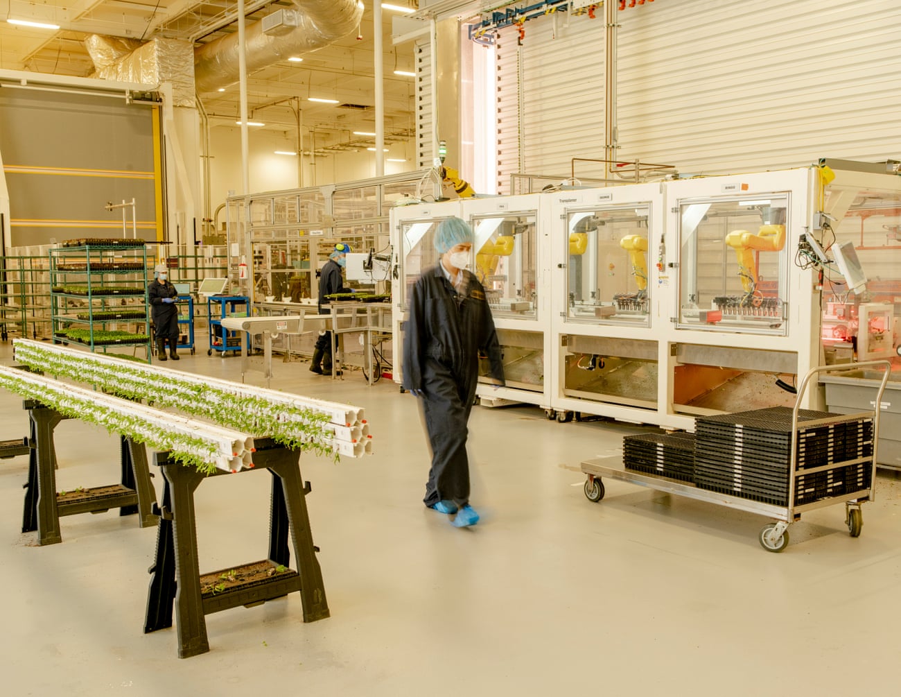 Um trabalhador em roupas de proteção caminha por uma sala de cultivo de plantas internas