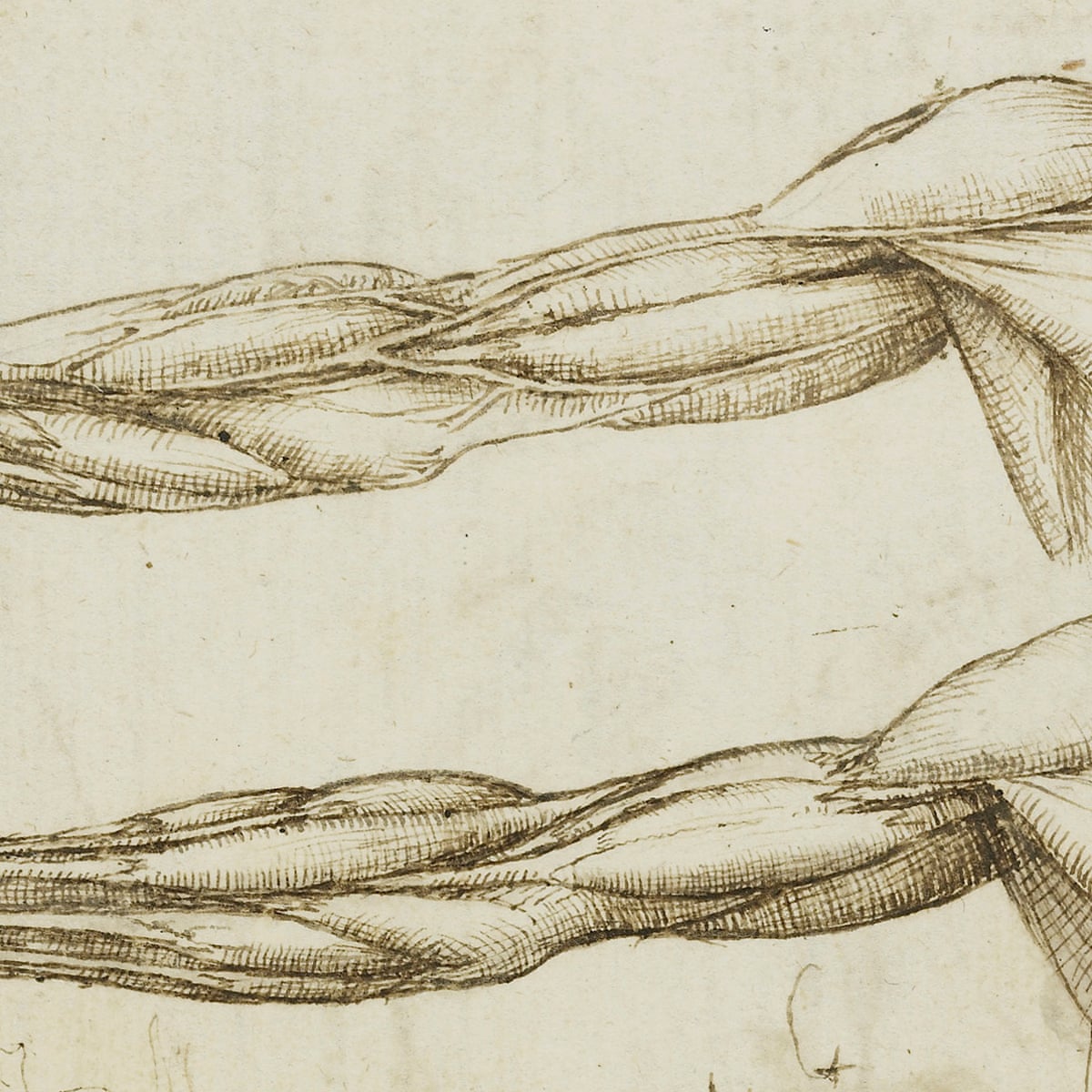 How Leonardo figured out the beauty of anatomy | Human biology | The  Guardian