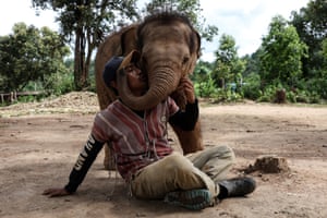 Chiang Mai, Thailand. A baby elephant wraps their trunk around the shoulders of a man sat on the ground with trees and bushes in the background