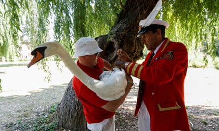 Marker of the swans David Barber, right, prepares a swan for its release back into the river during the annual swan upping census in 2021.