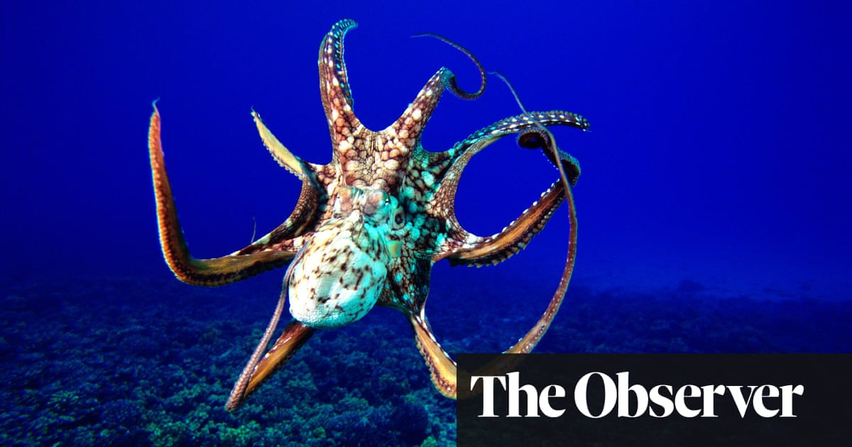 Soul Of An Octopus By Sy Montgomery Review A Fond Study Of The Elusive Alien Science And Nature Books The Guardian