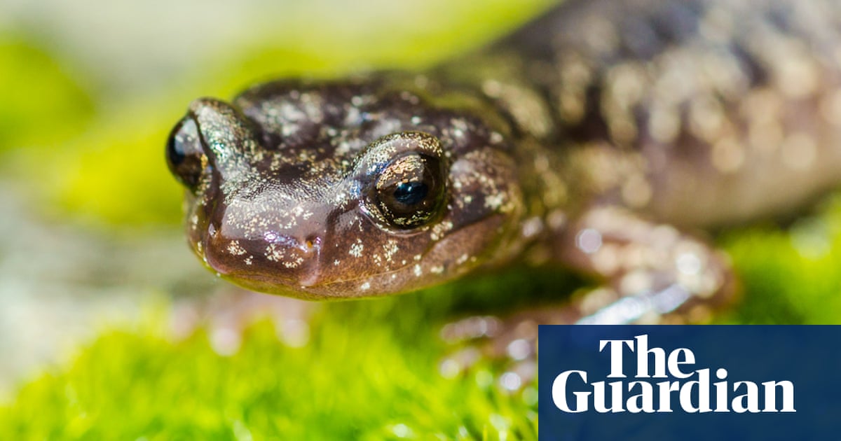 Secrets of California’s skydiving salamanders revealed by researchers