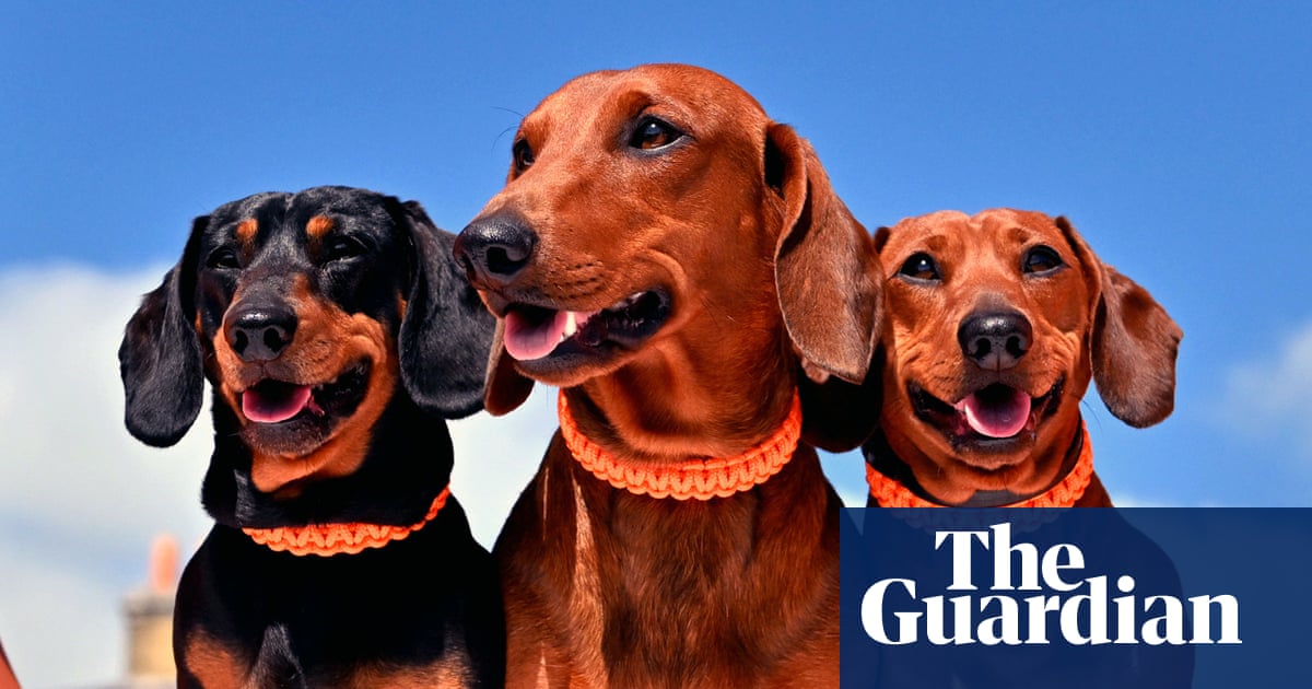 Thursday news quiz: Dachshunds, Dave Ball, drag acts and data disasters