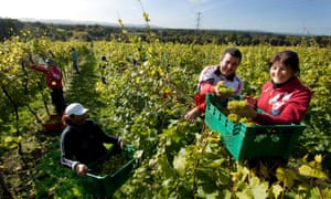 Romanian workers harvest the grape crop in an English vineyard in Sussex.
