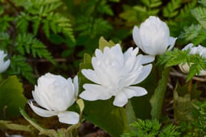 Double bloodroot flowers