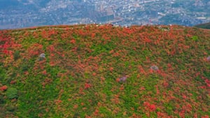 Província de Guizhou, China Turistas vendo flores de azaléia em flor na montanha Longquan