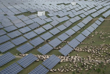 Tibetan sheep graze at a solar farm in Qinghai province, China, 1 July 2025.