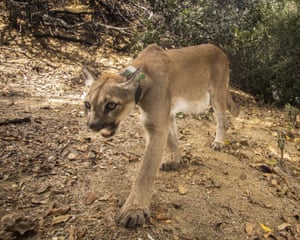 A female cougar nicknamed Monrovia in the Sierra Madre mountains in Monrovia, California, US. Unfortunately, Monrovia was found dead and data from a tracking collar indicated the mountain lion died around 15 August in the mountains above the city of Monrovia, its namesake. Monrovia had been treated and released back into the wild in October 2020 after being burned in the Bobcat Fire wildfire.