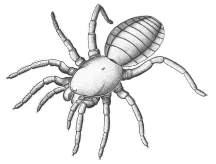 Smaller than a stamp and sporting eight legs, large fangs and a distinctly portly body, the spindly 305 million-year-old creature is the closest known species,relative - living or extinct - to spiders