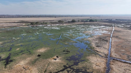 An aerial shot showing horses grazing on green patches of grass with some standing water and channels crisscrossing it, but it is surrounded by much larger areas of yellow, dry land.