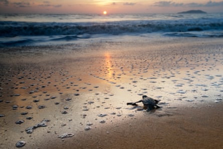 A teatherback turtle crossing a beach towards the sea at sunrise
