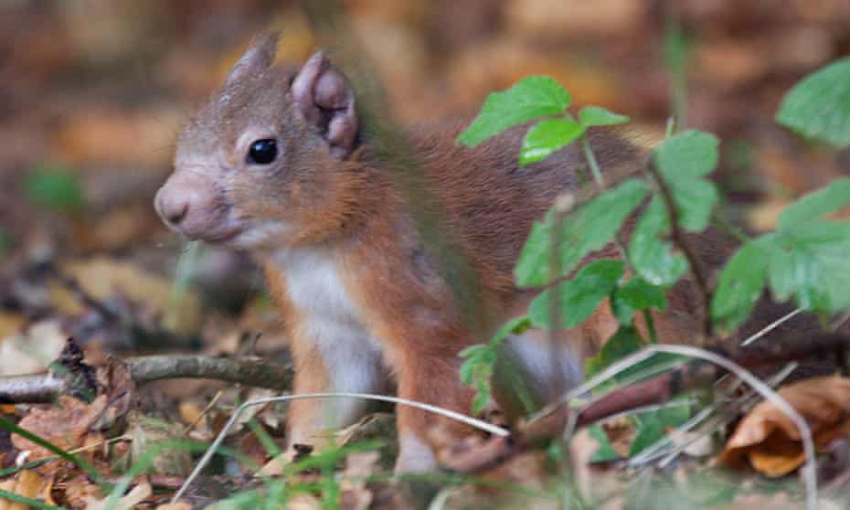 Red squirrel with leprosy on its ear and muzzle