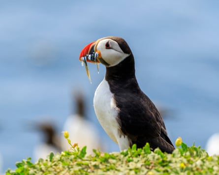 An Atlantic puffin holds small fish in its mouth as it rests in the Farne Islands