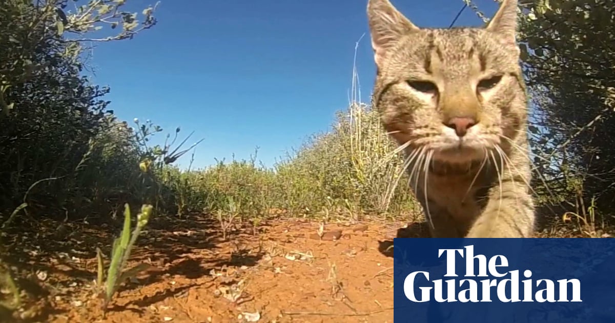 Australië staar vlaag van inheemse uitsterwings in die gesig sonder dringende optrede teen indringerspesies, CSIRO berig
