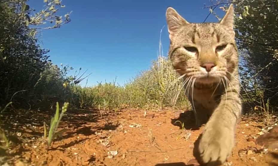 Feral cats have being implicated in at least 25 mammal extinctions in Australia. 