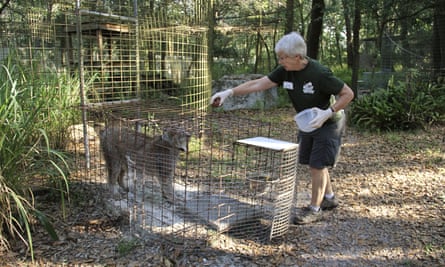 Couser, the volunteer who was injured, feeds a lynx in 2018.