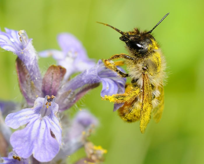 Specieswatch: How heatwaves play havoc with bees’ fertility