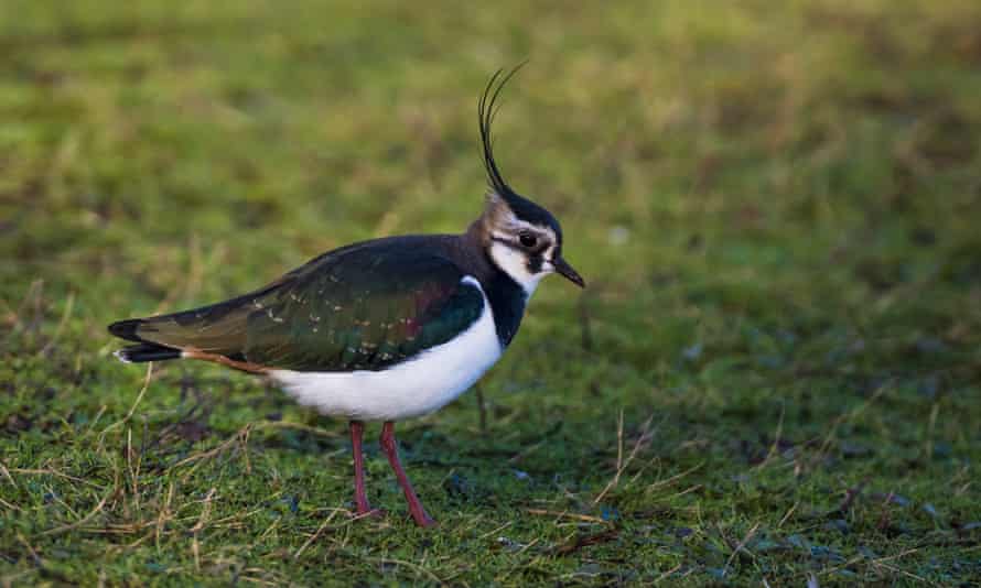 A lapwing spotted at Steart working wetlands.