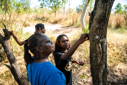 Renita Bid (front) with younger generations of Ngarinyin people Janaya Nulgit and Kimberley Nulgit harvesting sap.