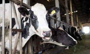 Cows at a farm in western Taiwan.