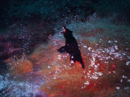 A black dog howls in an ethereal landscape