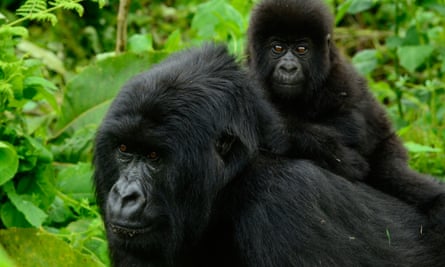 Female gorilla and baby in the Republic of the Congo
