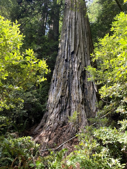 California’s Hyperion tree, the world’s tallest.