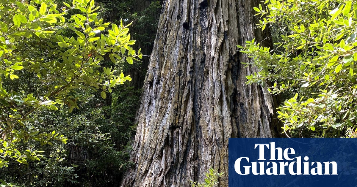 California: visitors to world’s tallest tree face $5,000 fine and possible jail time