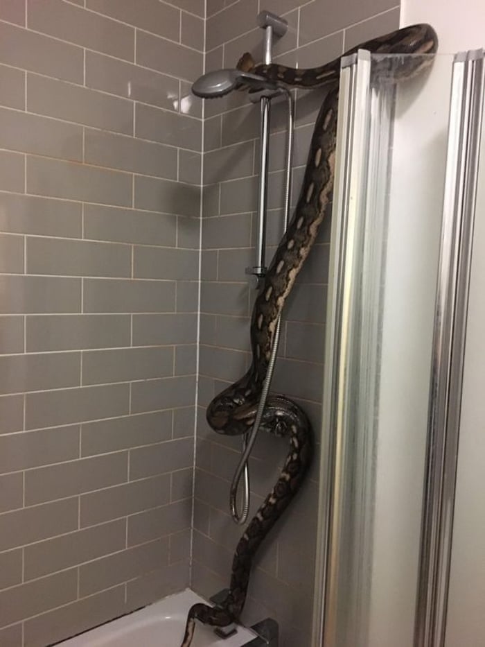Who Let The Snakes Out And What Should You Do If You Find One In Your Bed Life And Style The Guardian