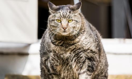 Fat Cats How To Get A Lazy Obese Feline Into Perfect Shape Pets The Guardian
