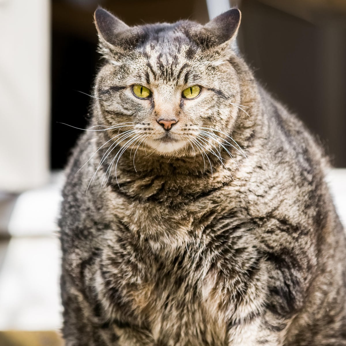 How Do Cats Get Fat?
