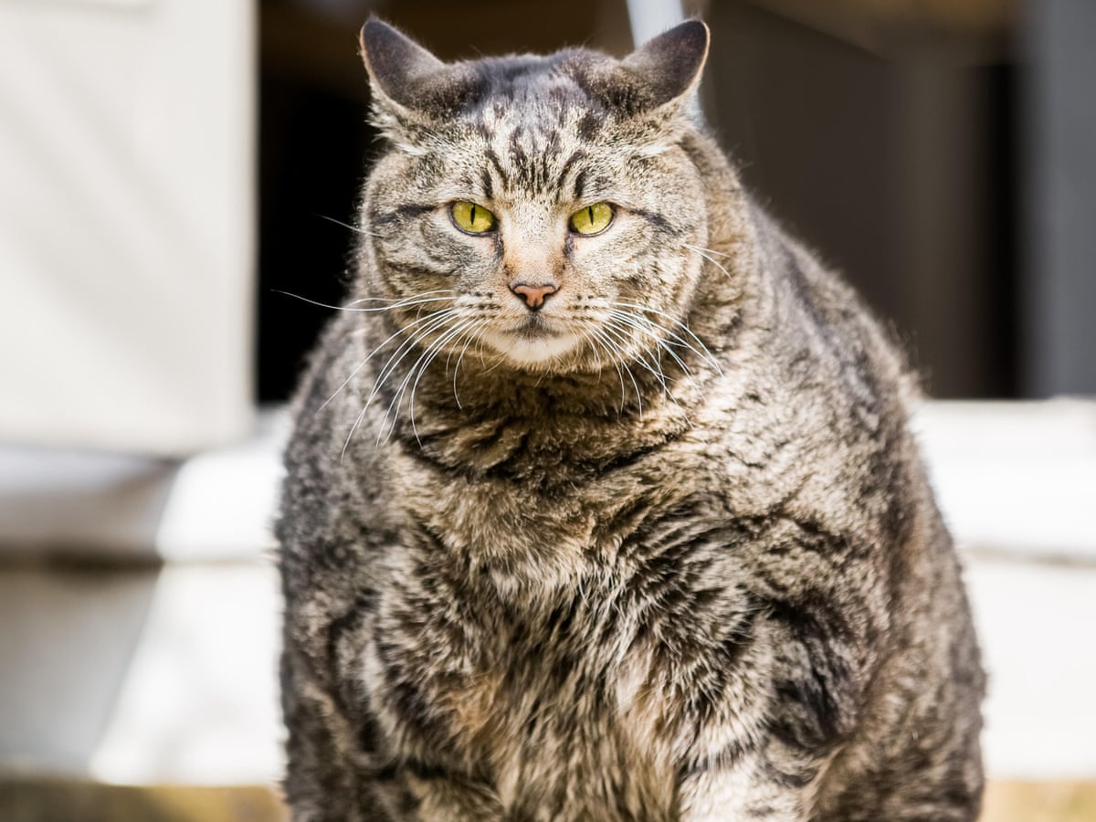 Can Cats Have Down Syndrome A Definitive Answer And Pictures Too Thecatsite Articles
