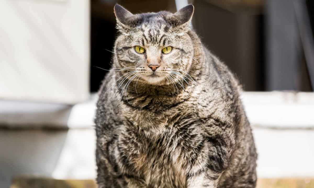 Fat Cats How To Get A Lazy Obese Feline Into Perfect Shape Pets The Guardian