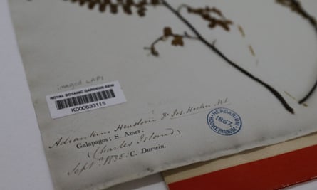 A sample of Adiantum henslovianum collected by Charles Darwin from the Galapagos in 1835, at the herbarium at Kew Gardens.
