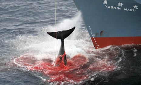 Japanese whaling