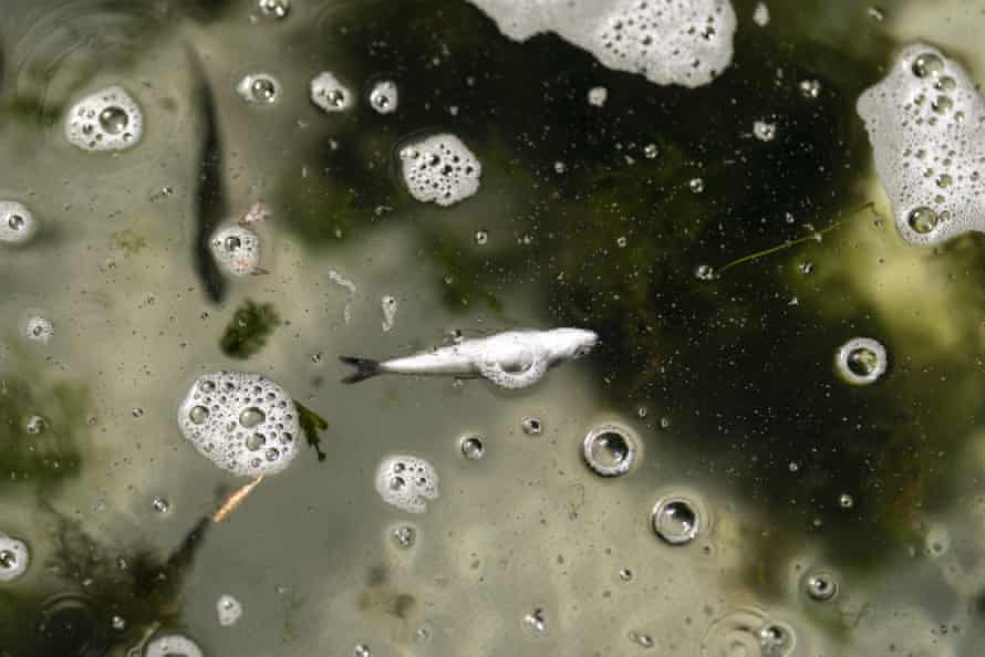 A dead chinook salmon floats in a fish trap on the lower Klamath River in Weitchpec, California, in June.