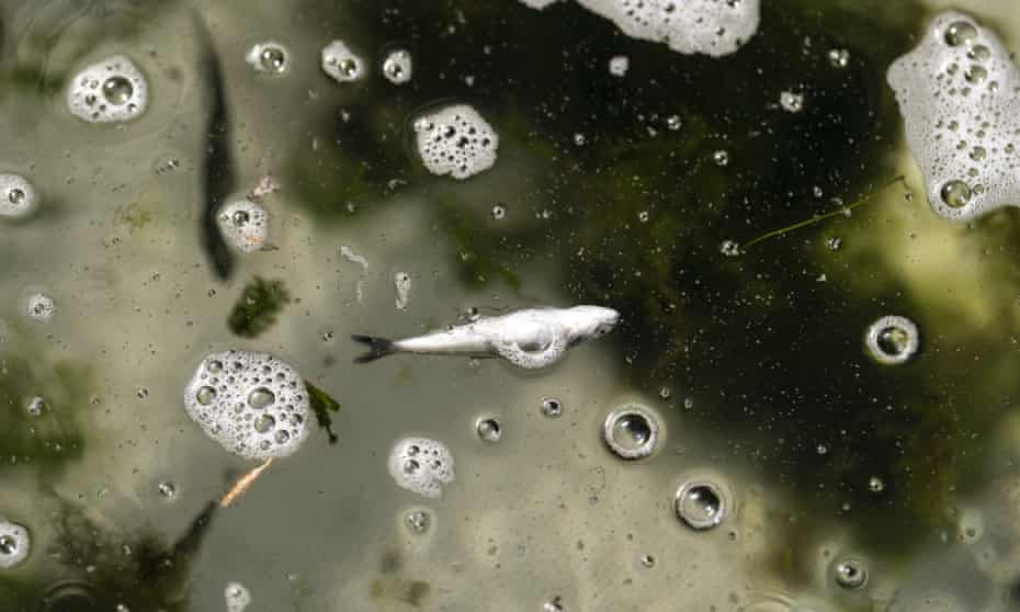 A dead Chinook salmon floats in the lower Klamath River in Weitchpec, California. Extreme heatwaves are raising water temperatures to levels unlivable for animal life.