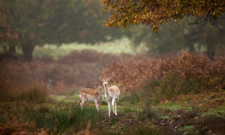 Deer in Charnwood Forest, Leicestershire, part of the National Forest.