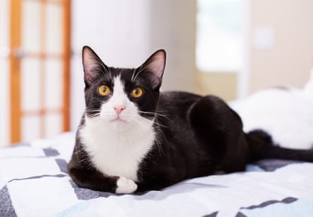 A relaxed black and white cat on a bed