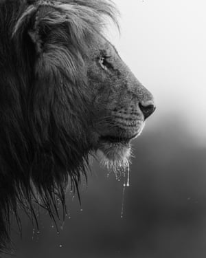 An African lion in the Maasai Mara national reserve, Kenya