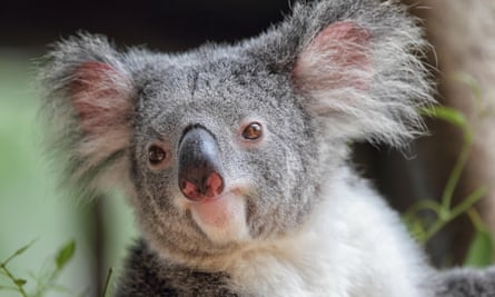 Closeup of a koala's head