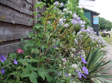 Flowers at Whalley Range Cricket Club.
