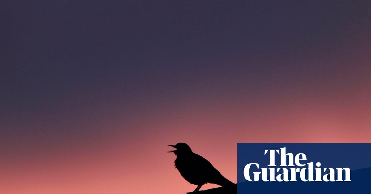 A blackbird with a taste for musicals | Letters