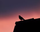 A blackbird with a taste for musicals | Letters