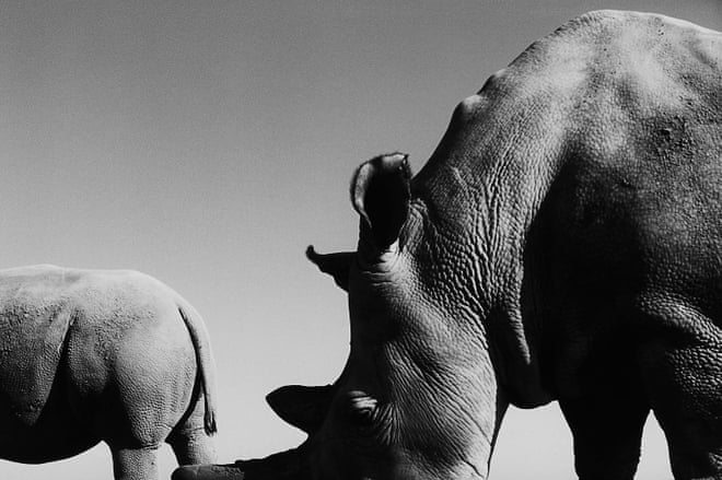 Anderson: ‘To be near the girls is, almost magically, to transcend the tragedy of that larger story. They are huge and strange – products of many millions of years of evolution – and unlike any creatures most of us have seen up close. White rhinos are the second largest land animals, surpassed in size only by elephants. Fortunately, they tend to be gentle and calm’