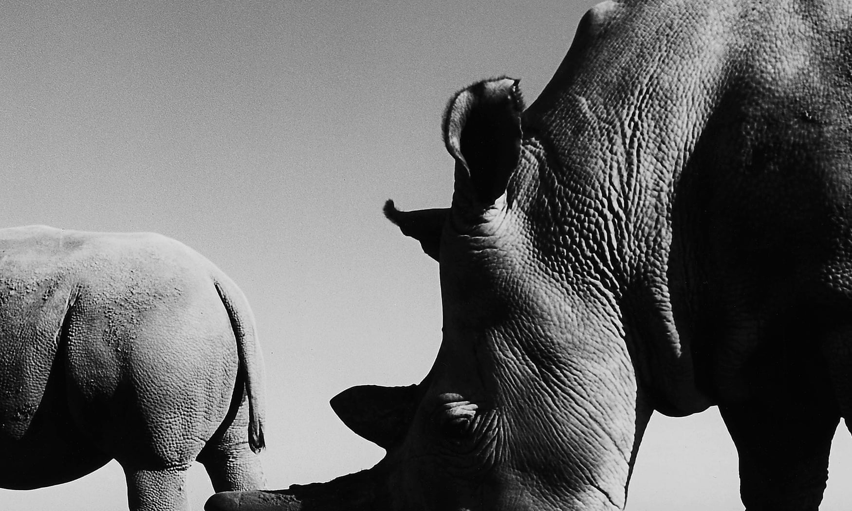 Meet ‘the girls’: the last two northern white rhinos on Earth – in pictures Meet ‘the girls’: the last two northern white rhinos on Earth – in pictures
